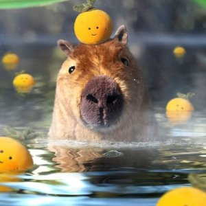 Clyde Capybara