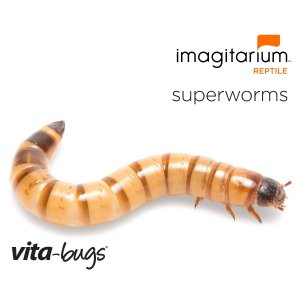 Bootique Vita-Bugs Superworms - Large, 12 Count