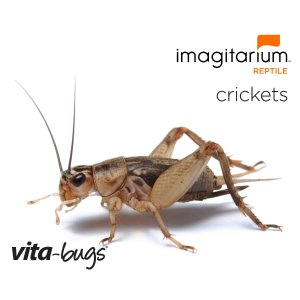 Imagitarium Vita-Bugs Crickets - 1/4", 250 Count