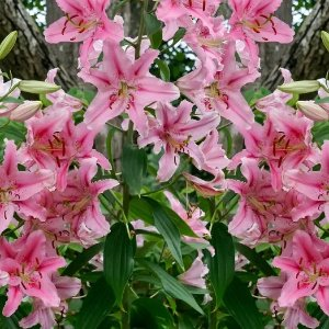 top-rated-deal-icon Top Rated Deal Giant Stargazer Lily Flower Bulbs (6-, 12-, 30-Pack
