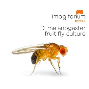 Flightless Fruit Flies - D. melanogaster, Pack of 4