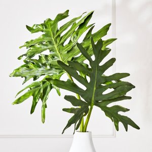 Z GALLERIE Philo Leaf