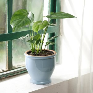 Ikea TRUMPETBUSKE Plant pot, indoor/outdoor blue, 6 "